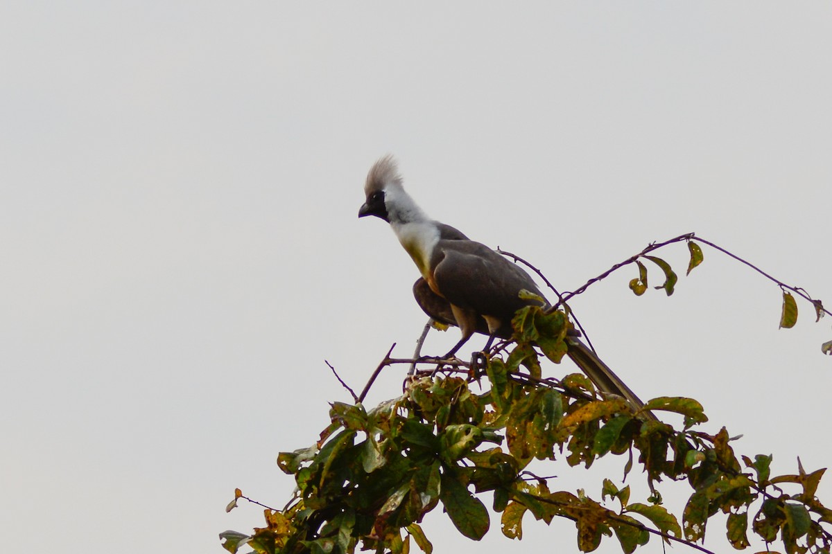 Bare-faced Go-away-bird - ML354190661