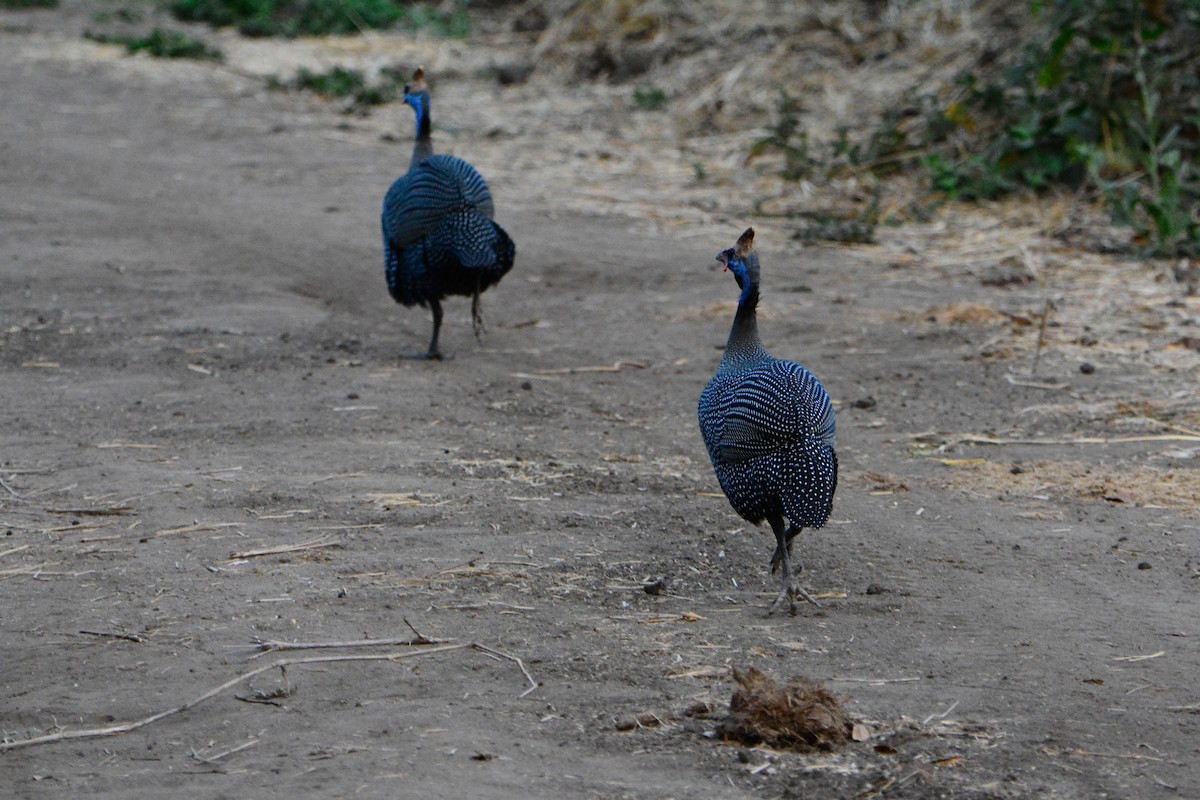 Helmeted Guineafowl - ML354190731