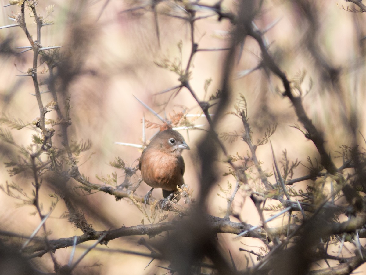 Red-crested Finch - ML354190951