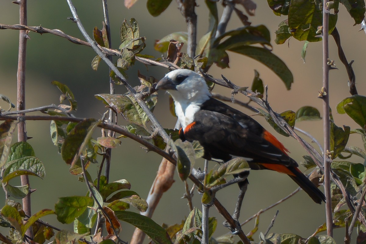 White-headed Buffalo-Weaver - ML354191231