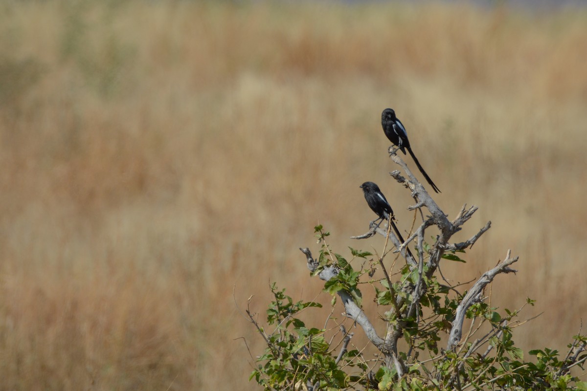 Magpie Shrike - ML354191241