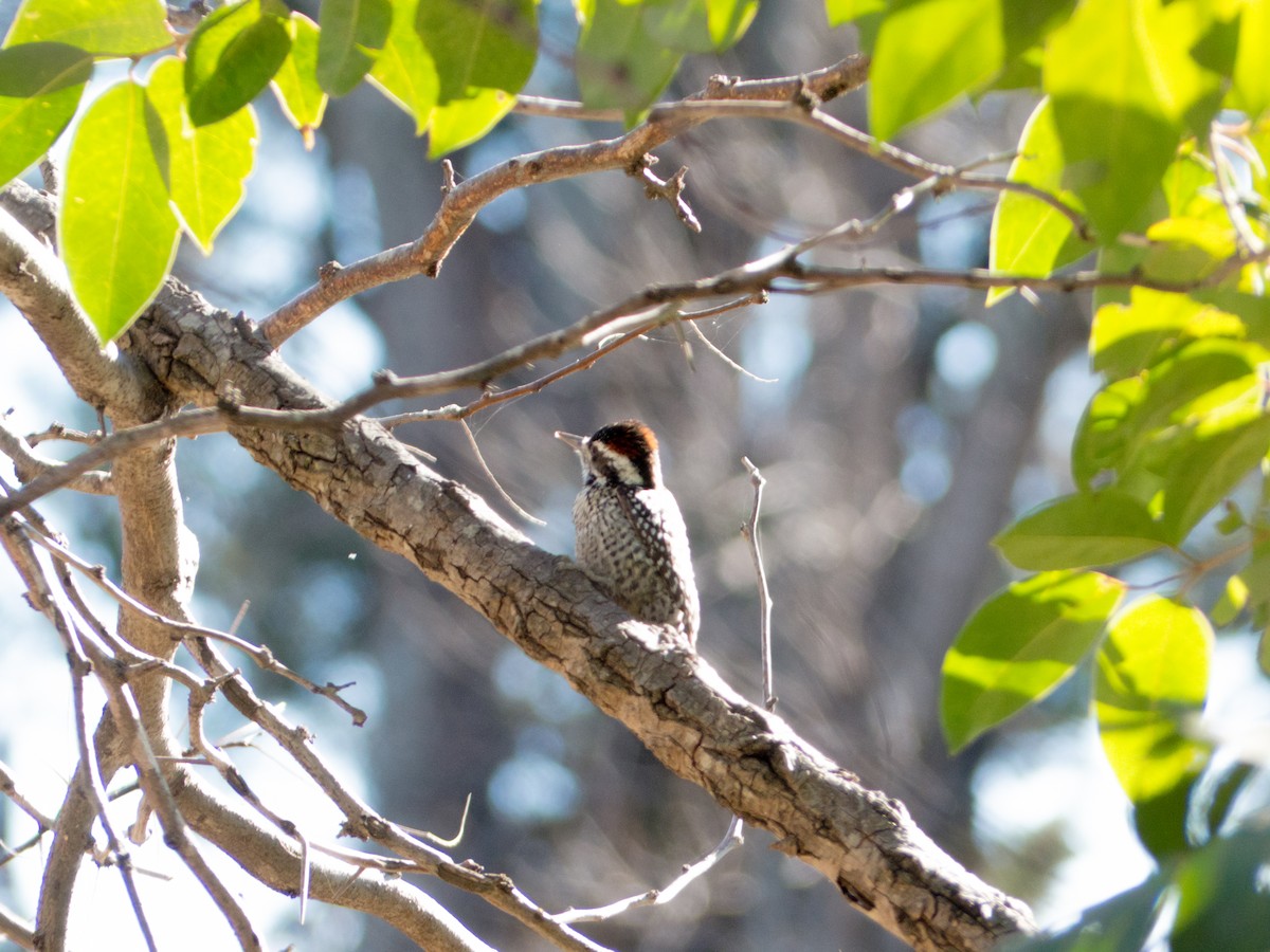 Checkered Woodpecker - Santiago Fernandez Bordin