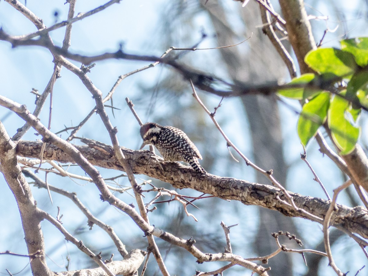 Checkered Woodpecker - Santiago Fernandez Bordin