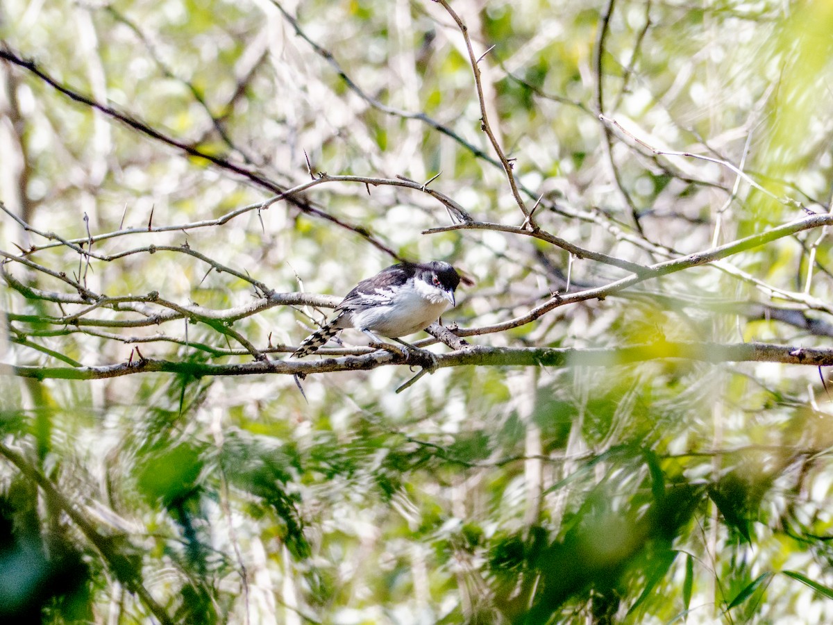 Great Antshrike - ML354192511