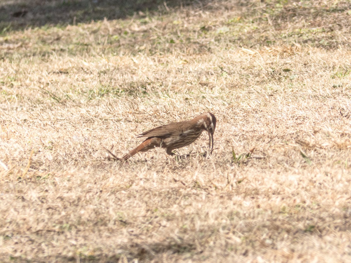 Scimitar-billed Woodcreeper - ML354192581