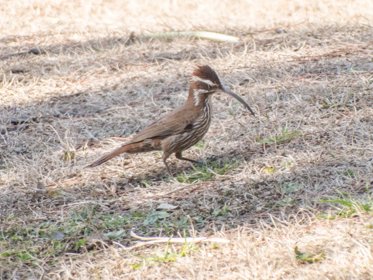 Scimitar-billed Woodcreeper - Santiago Fernandez Bordin