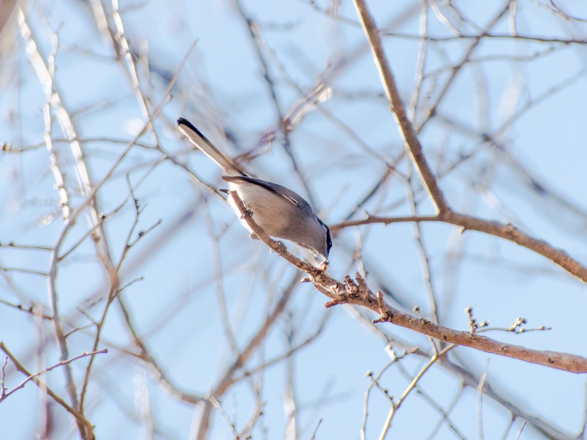 Masked Gnatcatcher - ML354192701