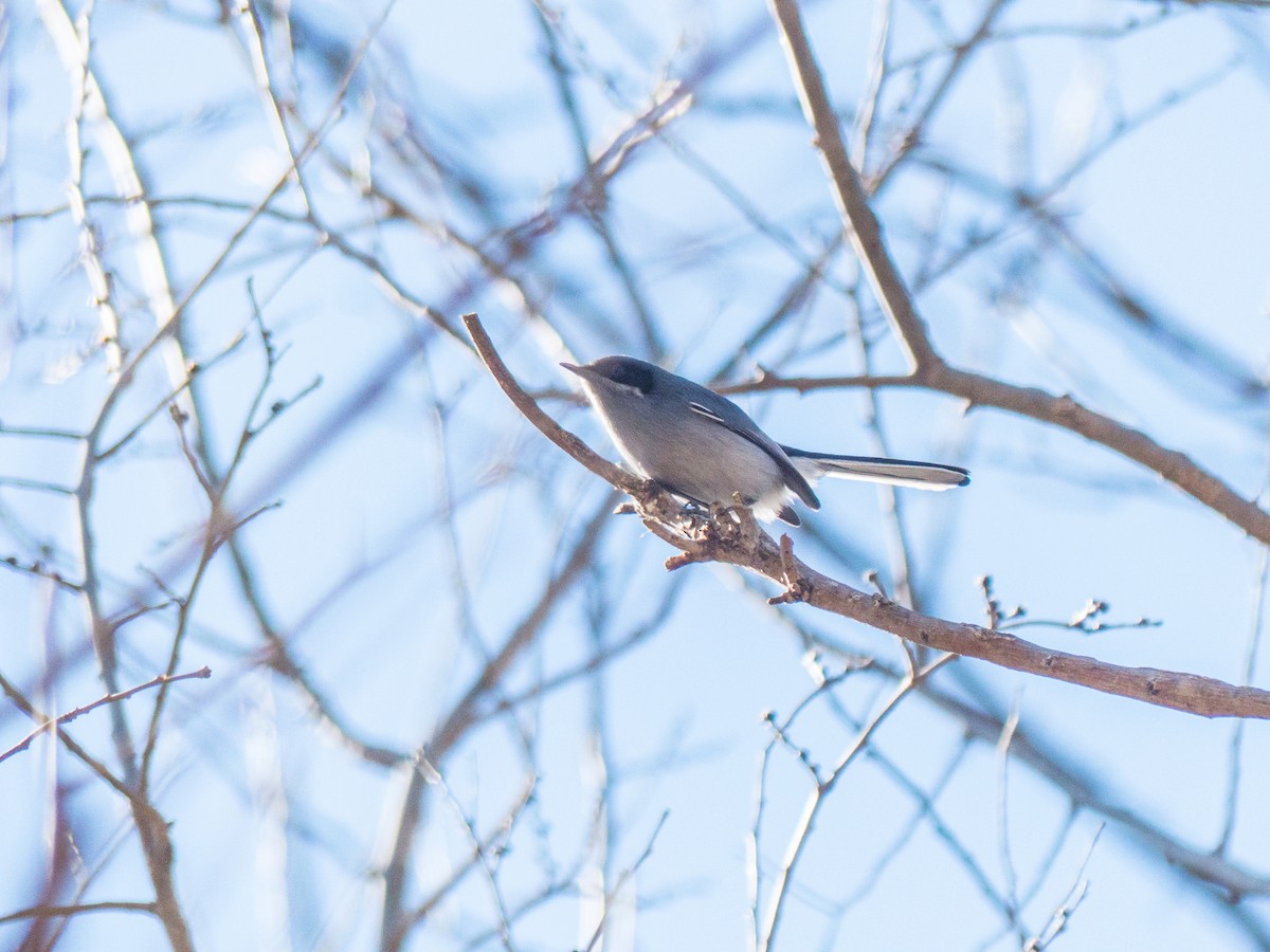 Masked Gnatcatcher - ML354192721