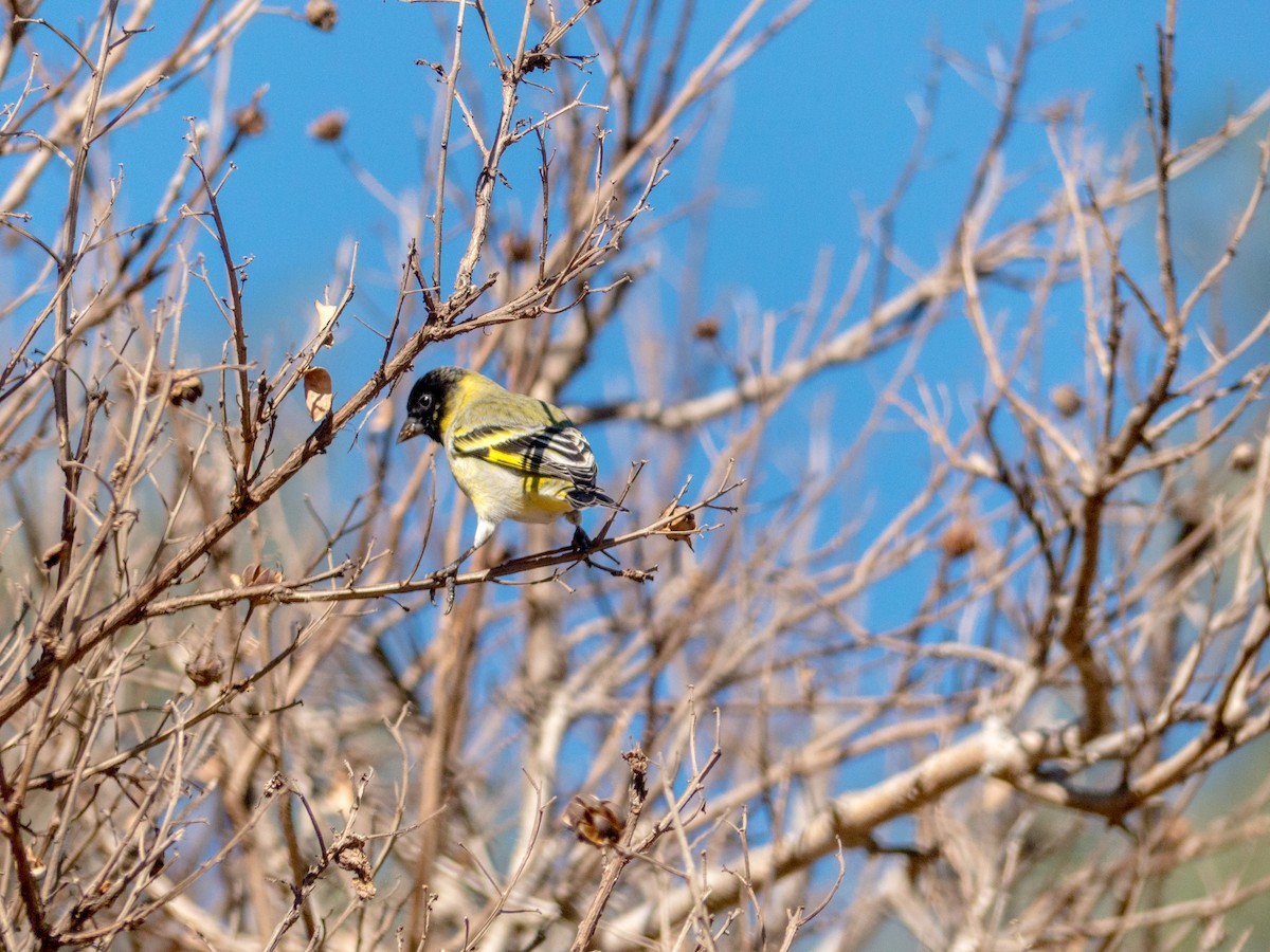 Hooded Siskin - ML354192941