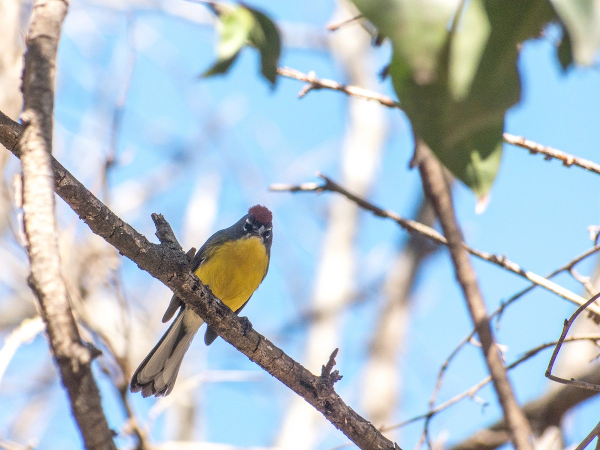 Brown-capped Redstart - Santiago Fernandez Bordin