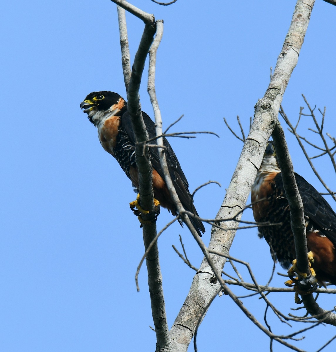 Orange-breasted Falcon - ML354193491