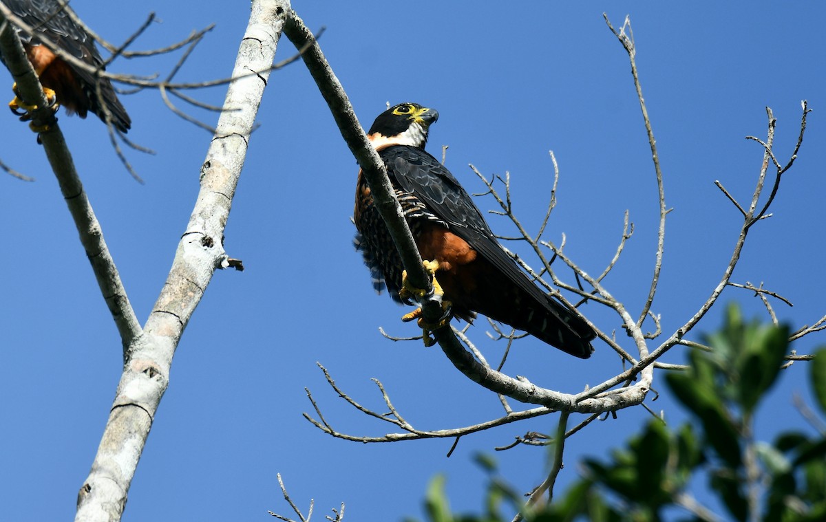 Orange-breasted Falcon - David Love