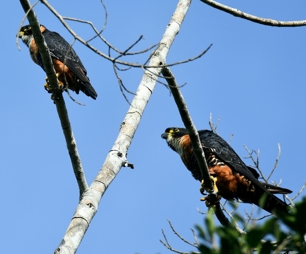 Orange-breasted Falcon - ML354193511