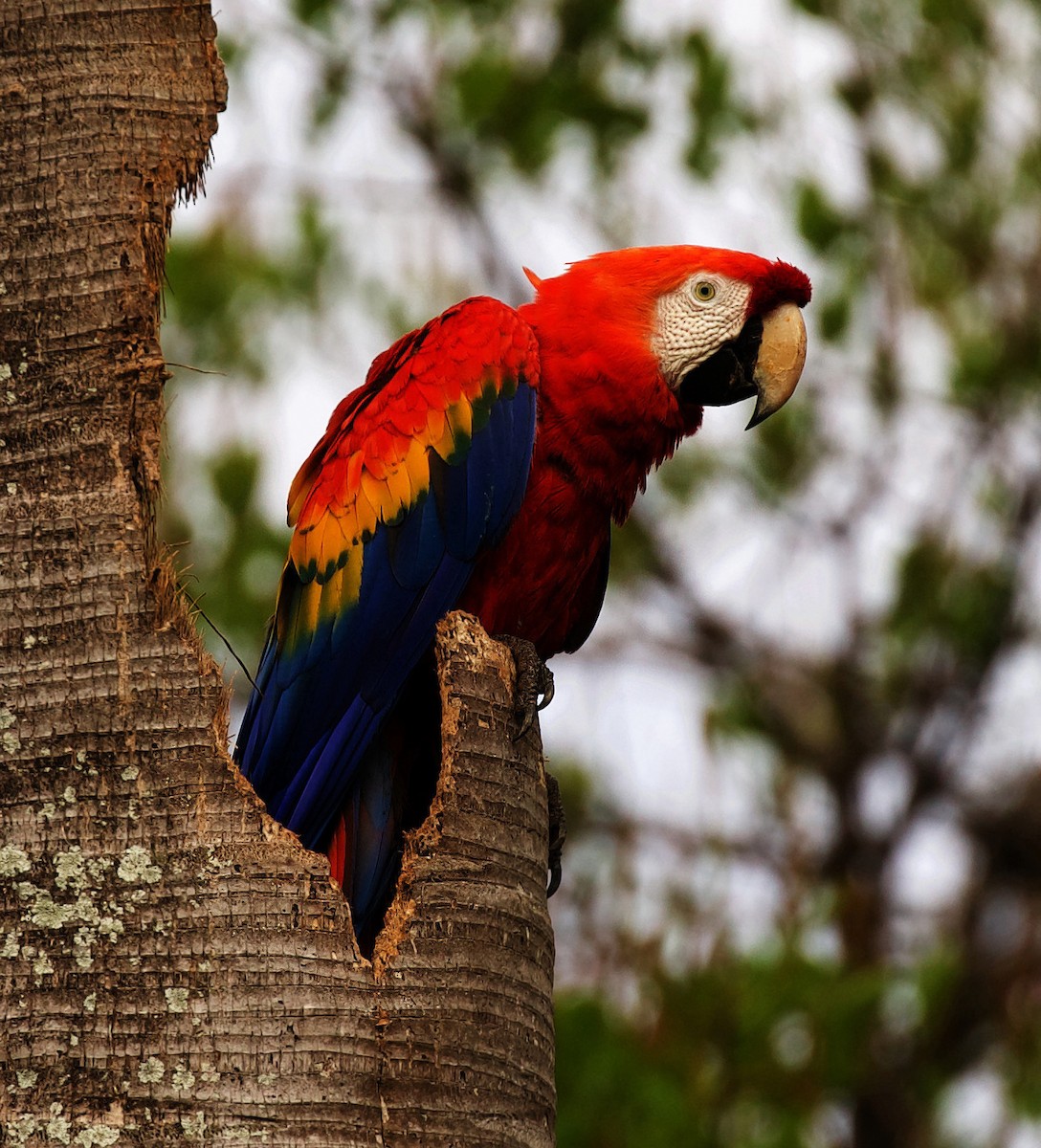 Scarlet Macaw - ML354194061