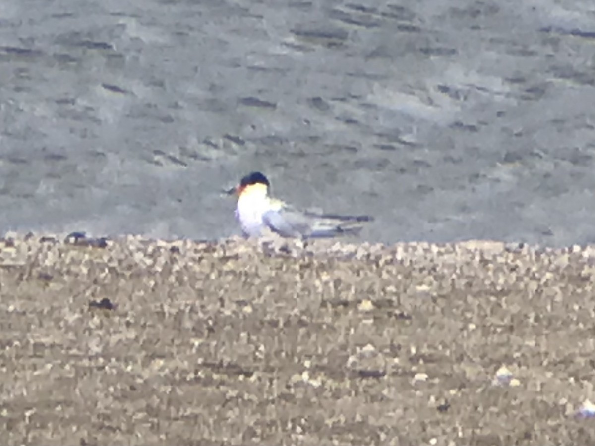 Common Tern - ML354194101