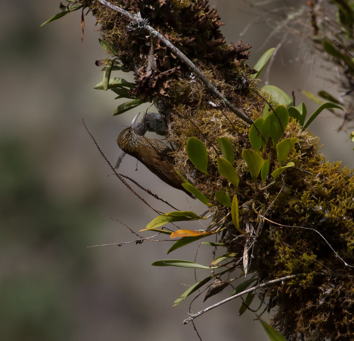 Montane Woodcreeper - Cullen Hanks