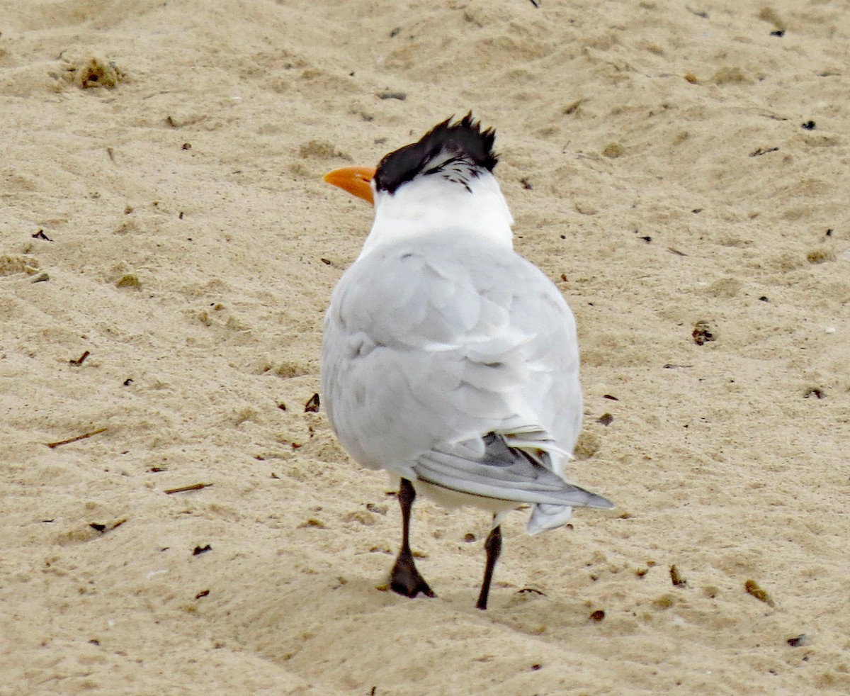 Royal Tern - ML354195921