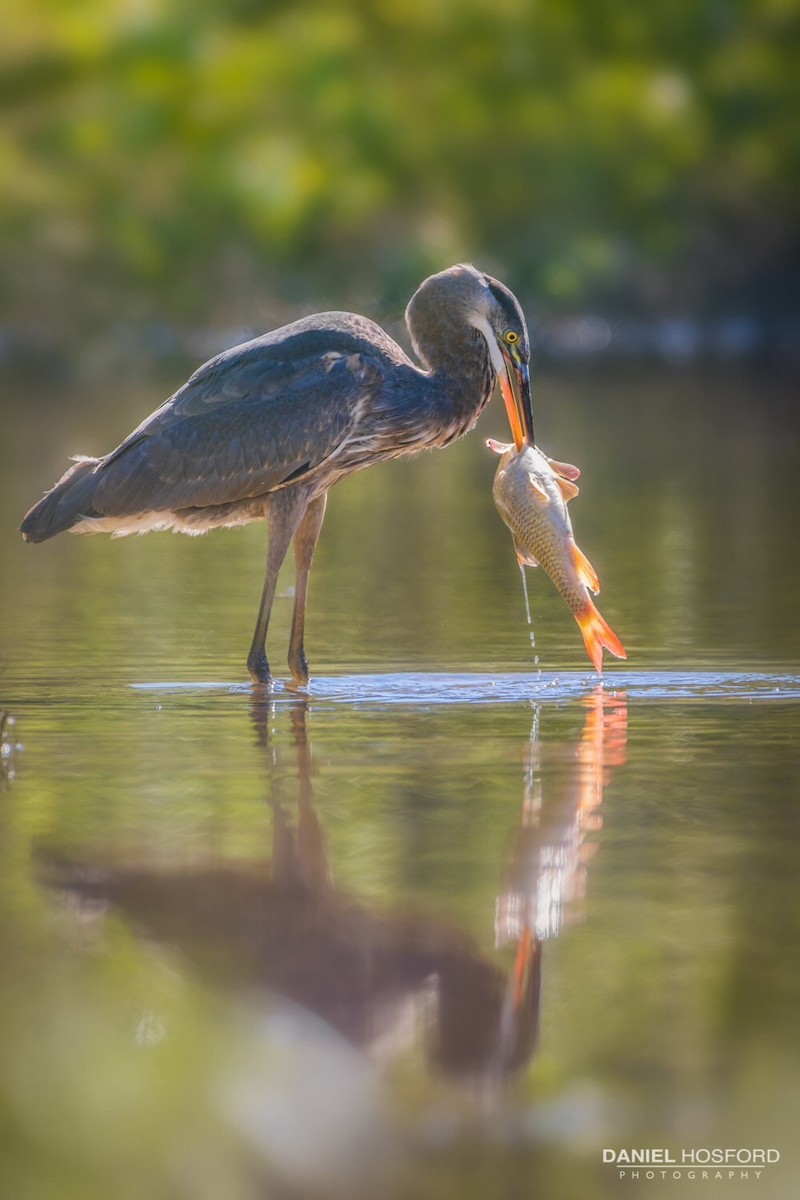 Great Blue Heron - ML35419631