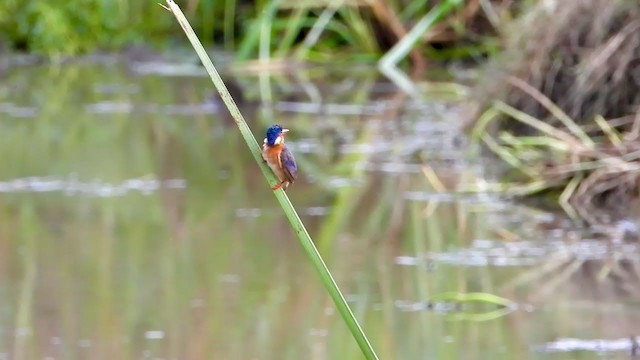 Martin-pêcheur huppé - ML354198091