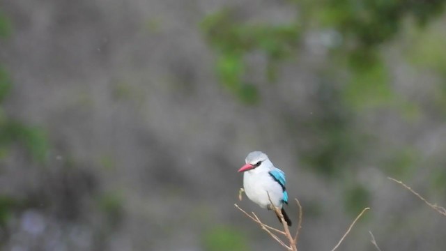 Woodland Kingfisher - ML354198131