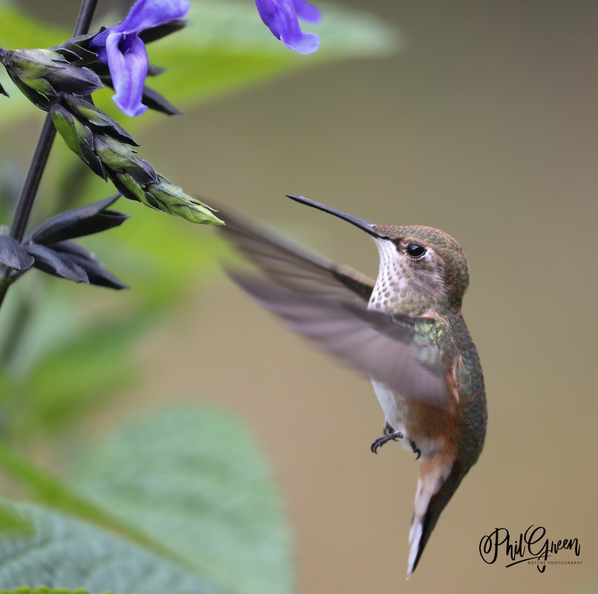 Rufous Hummingbird - Phil Green