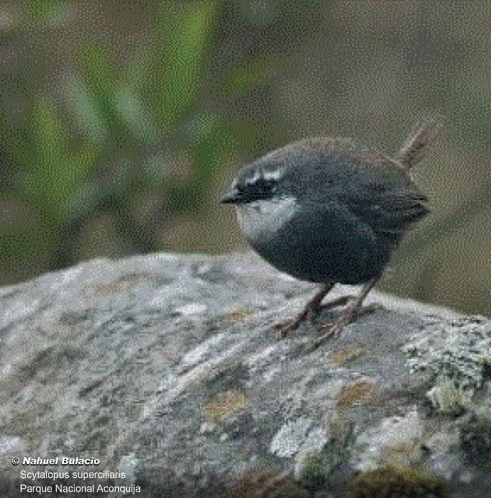 White-browed Tapaculo - ML354199101