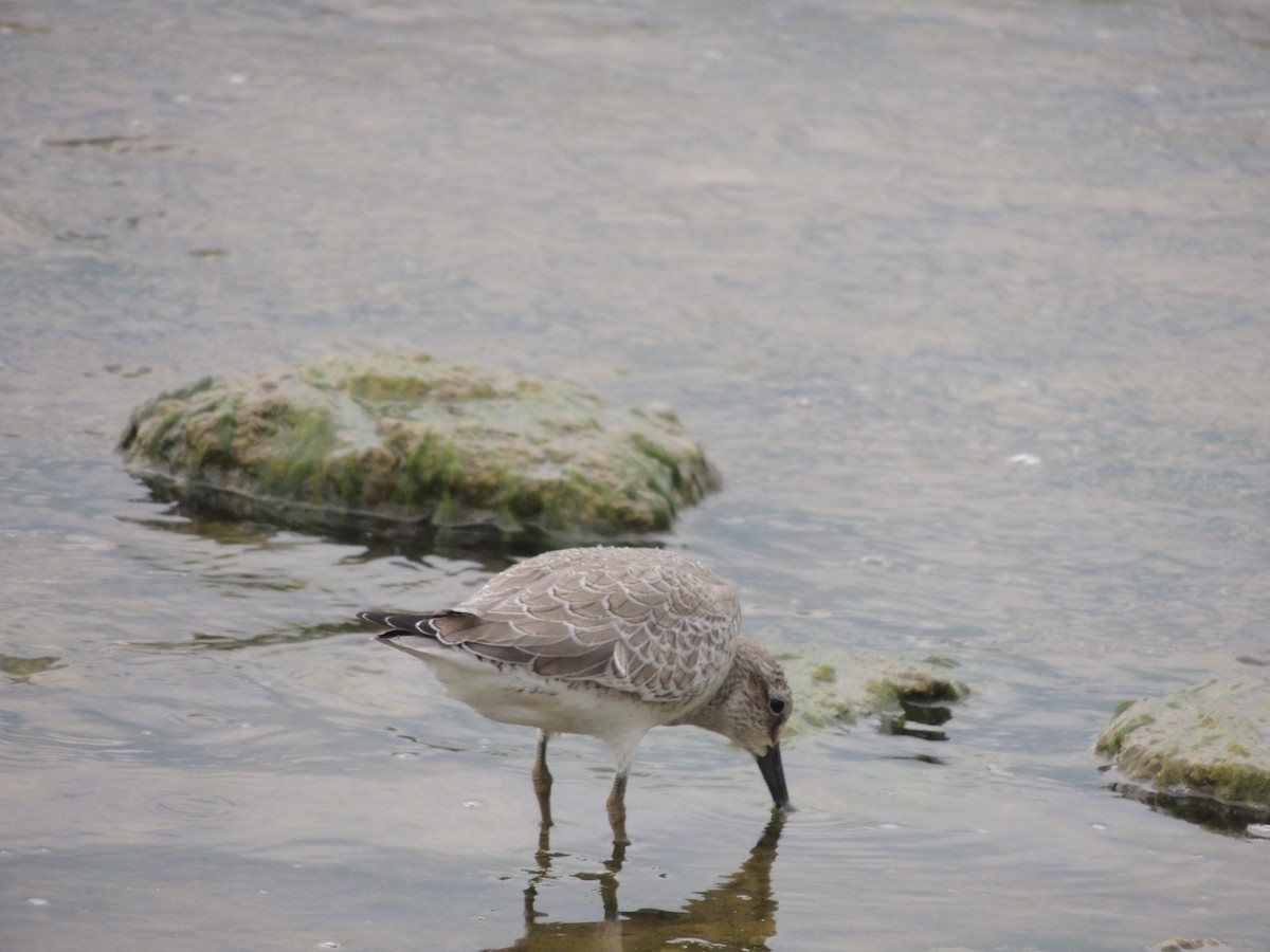 polarsnipe - ML35420091