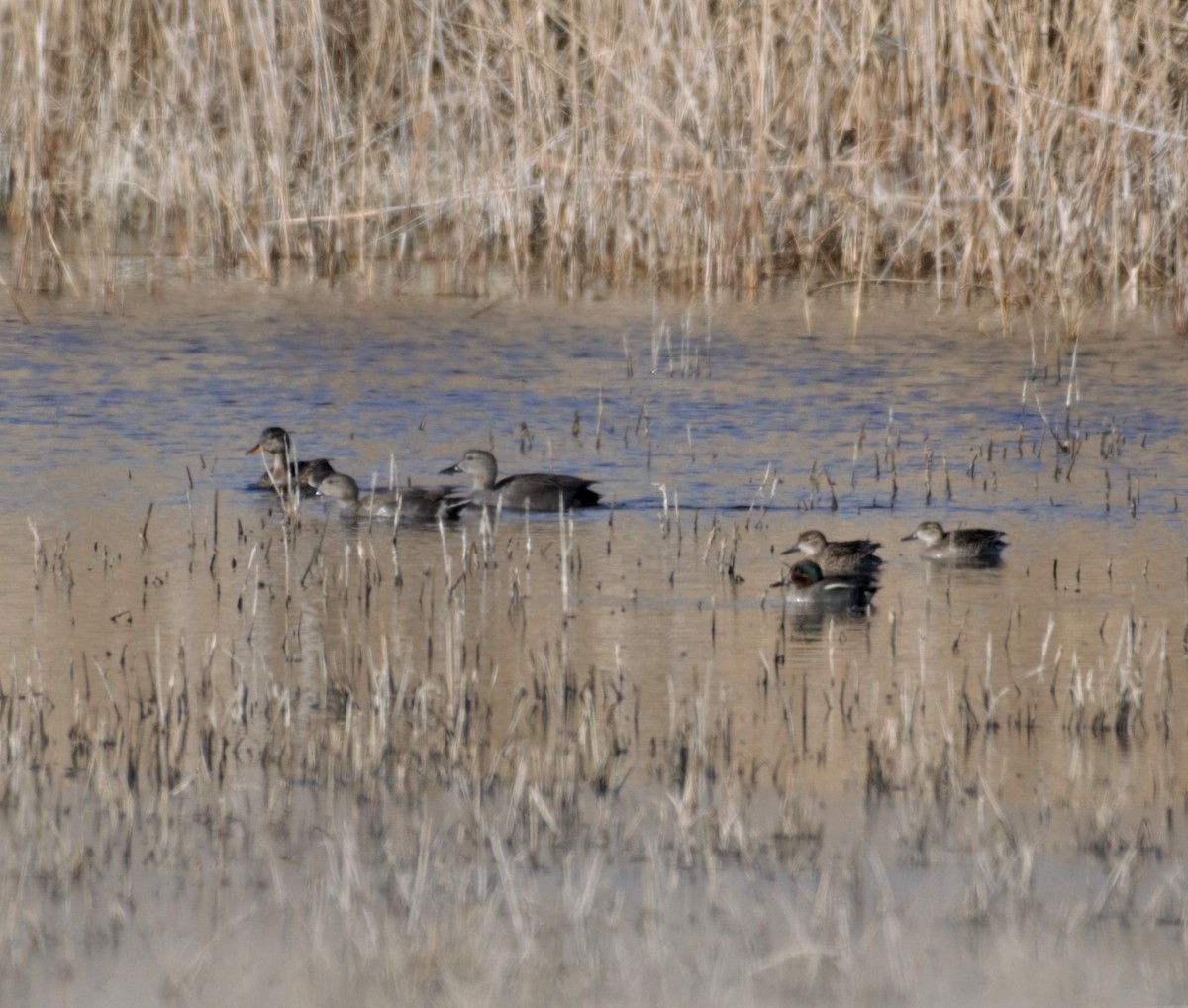 Gadwall - ML354204081