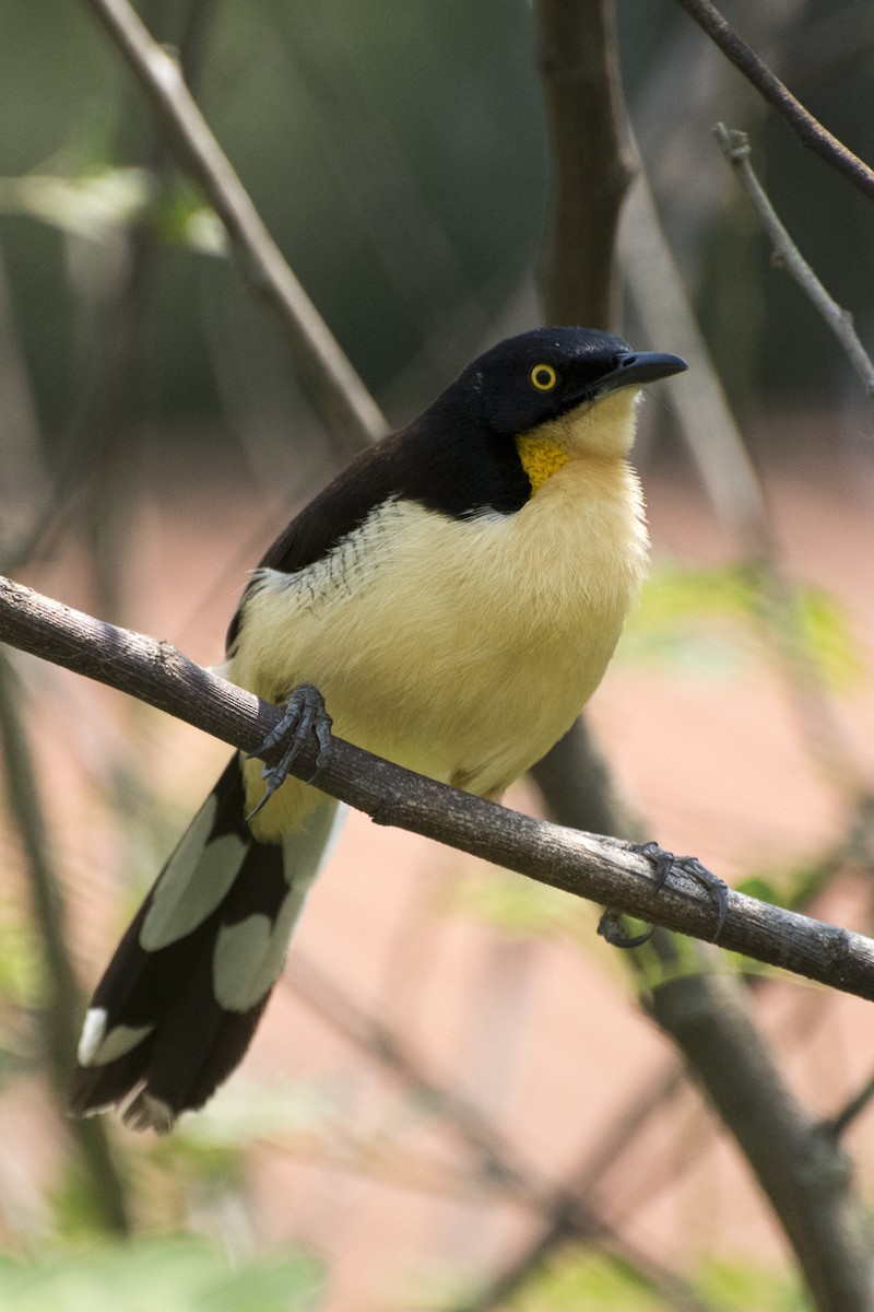 Black-capped Donacobius - ML35420441