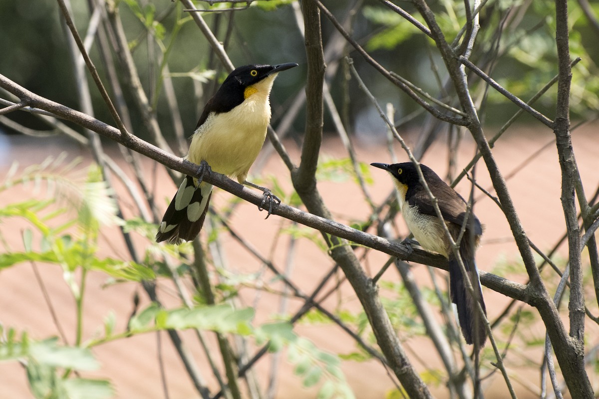 Black-capped Donacobius - ML35420511