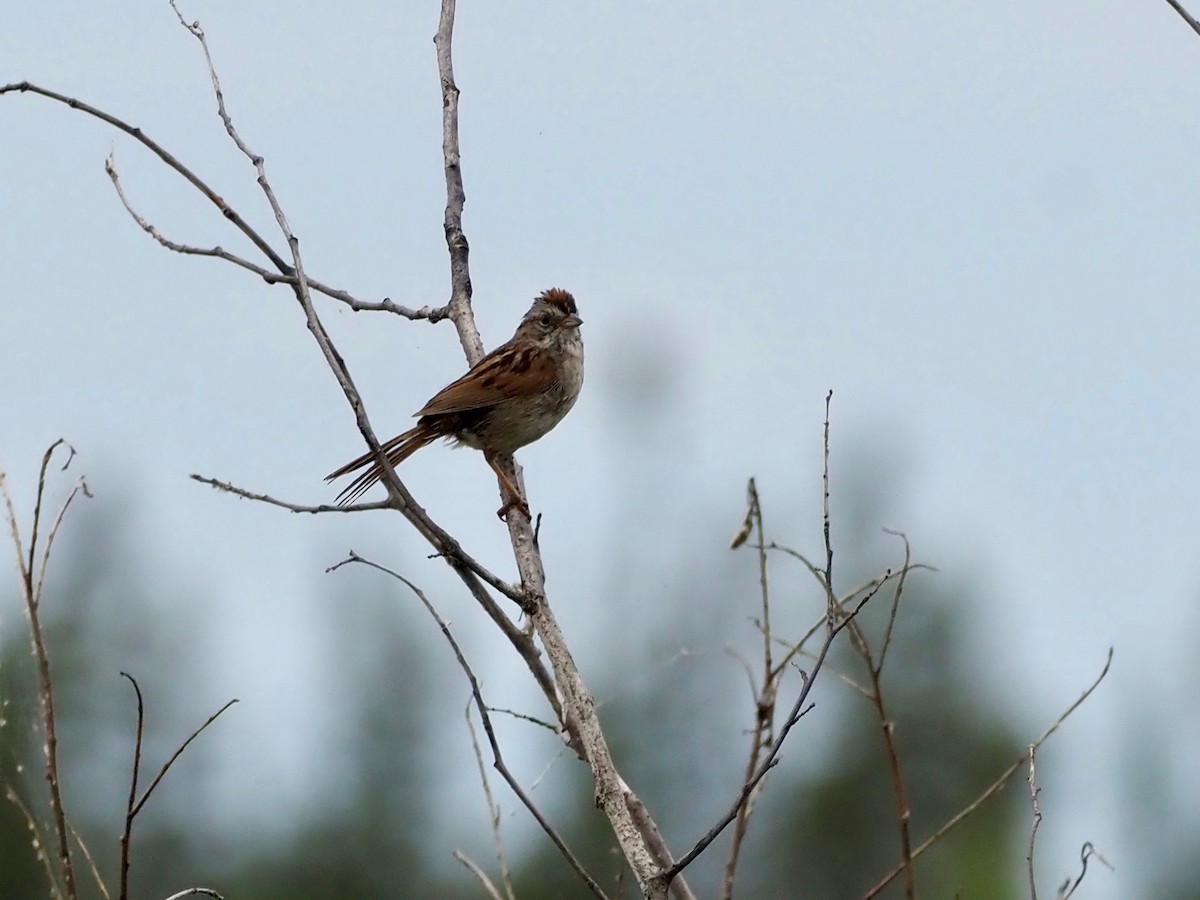Swamp Sparrow - ML354205791