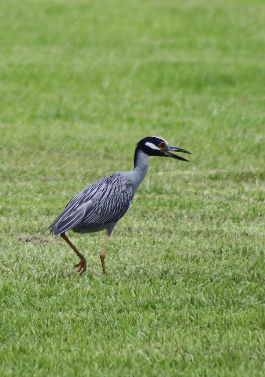 Yellow-crowned Night Heron - ML354206691