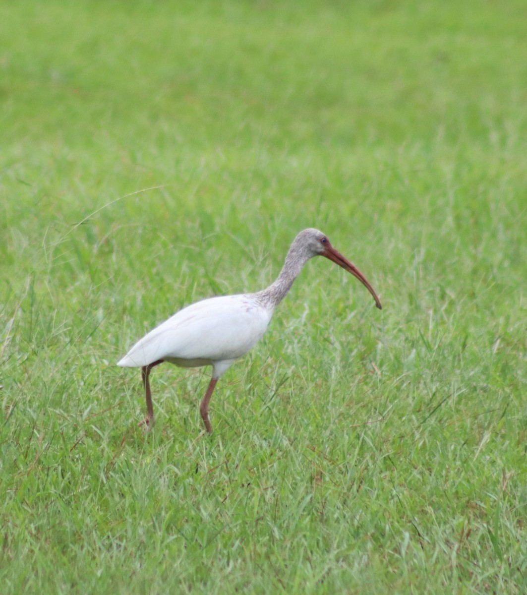 ibis bílý - ML354206721