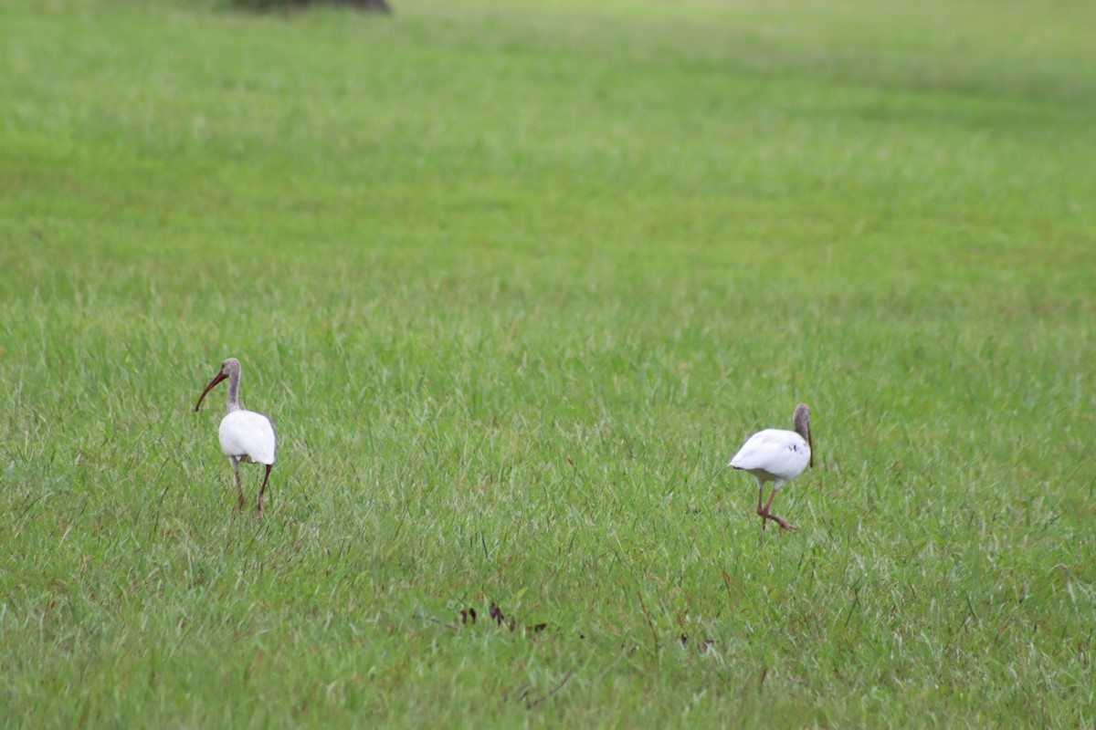 ibis bílý - ML354206881