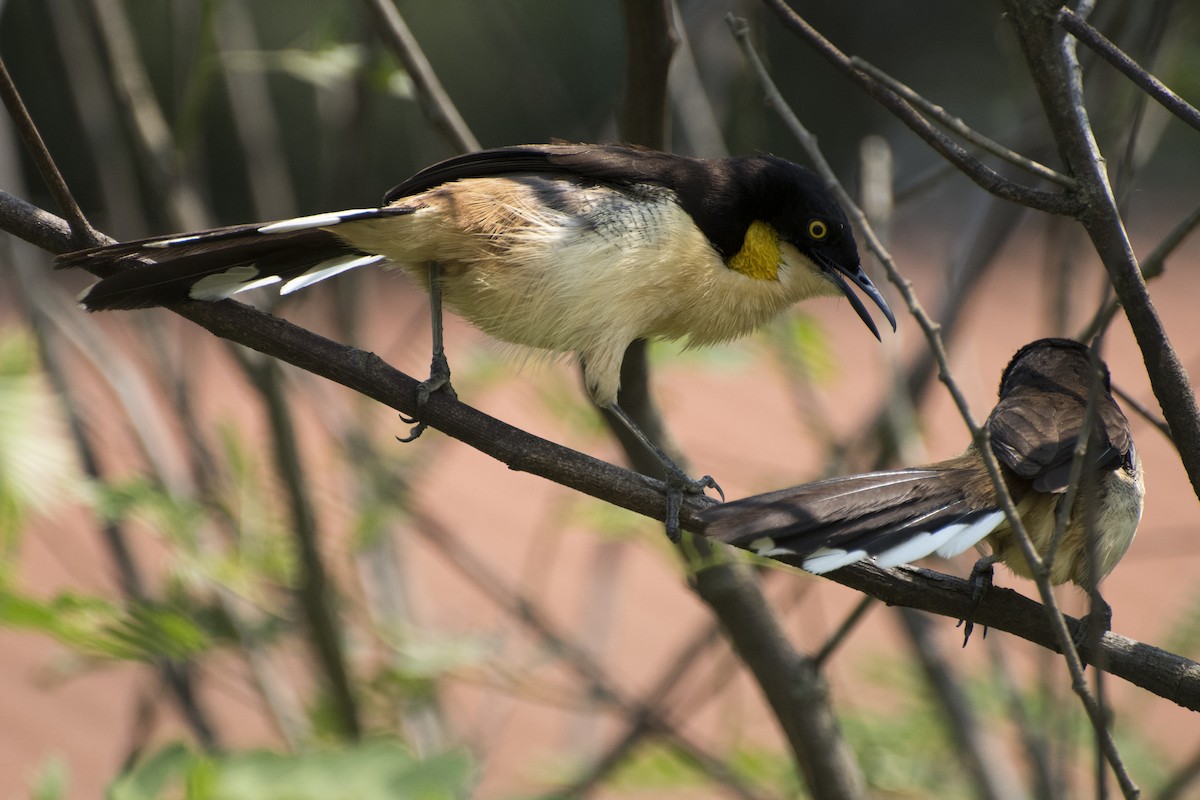 Black-capped Donacobius - ML35420701