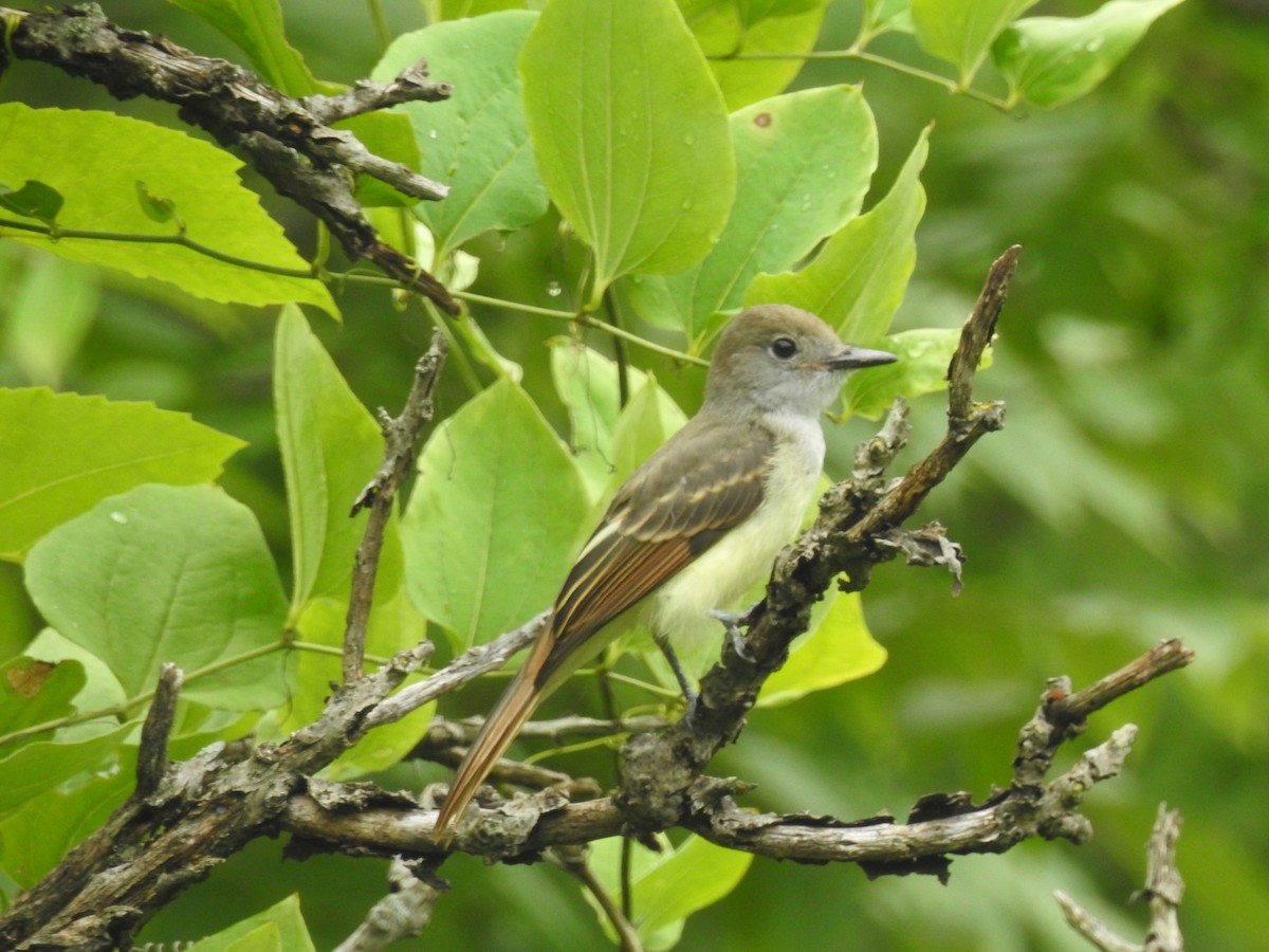 Great Crested Flycatcher - ML354208221