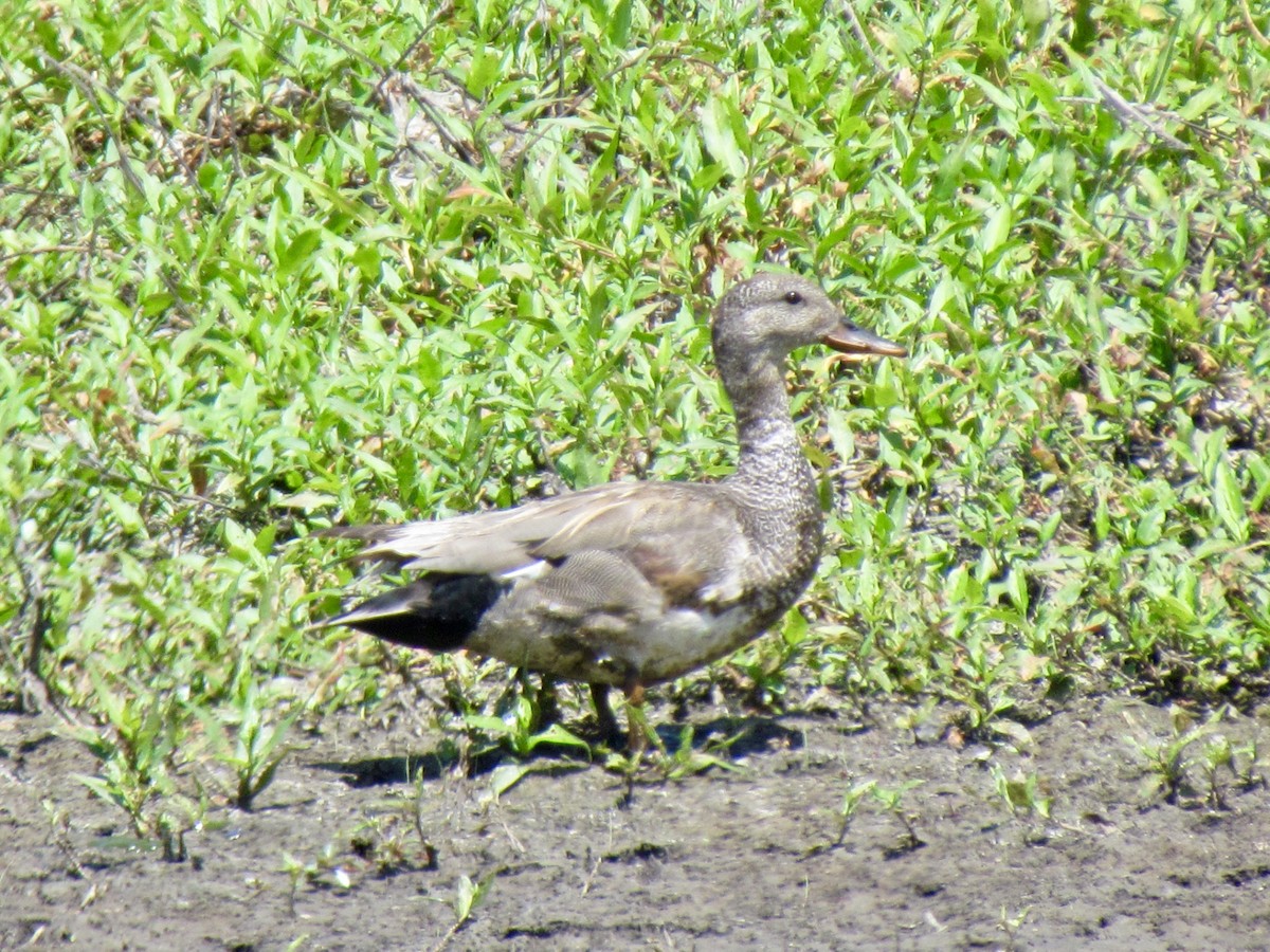 Gadwall - ML354208881