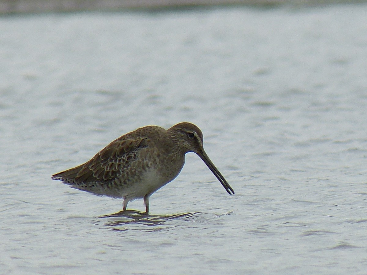 Long-billed Dowitcher - ML35420981