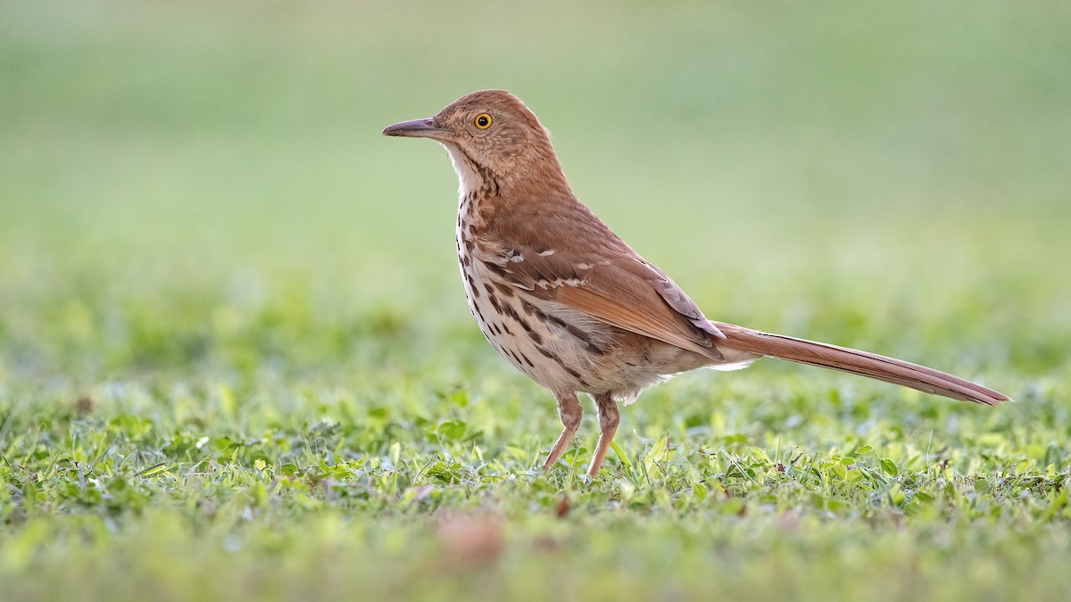 Brown Thrasher - ML354210591