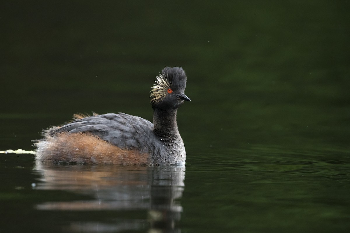 Eared Grebe - ML354213201