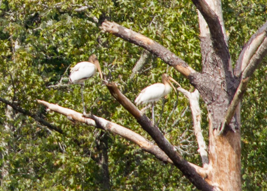 Wood Stork - ML35421331