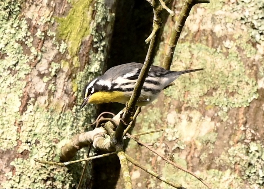 Yellow-throated Warbler - ML354213861