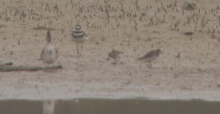 White-rumped Sandpiper - ML35421401