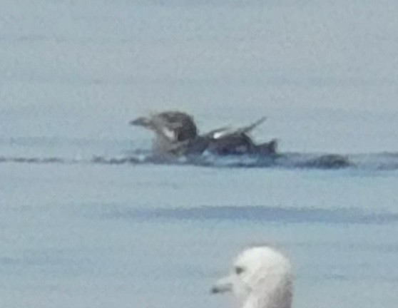 Rhinoceros Auklet - ML354217691