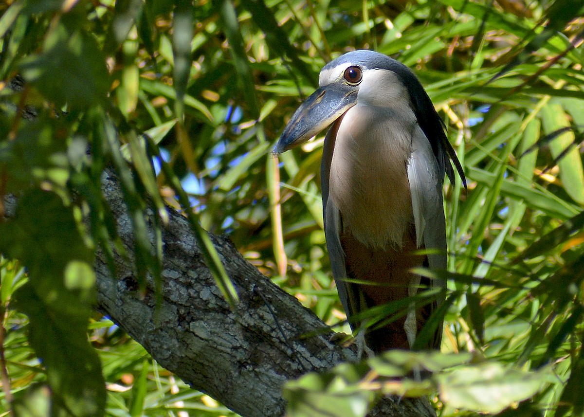 Boat-billed Heron - ML354219411