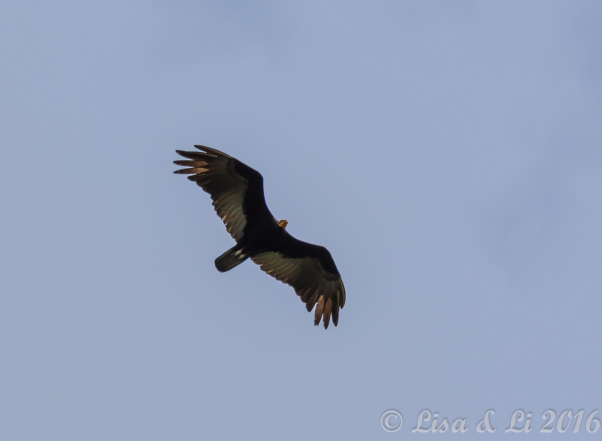 Greater Yellow-headed Vulture - ML354220841