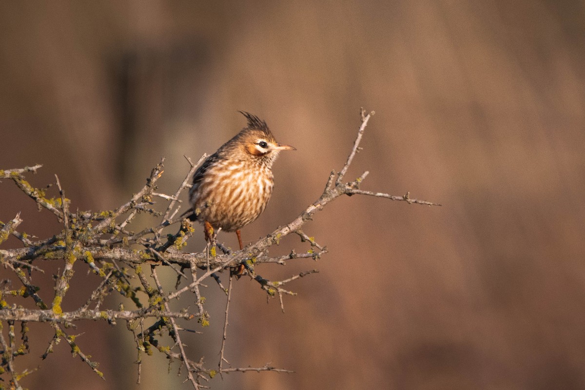 Lark-like Brushrunner - ML354220861