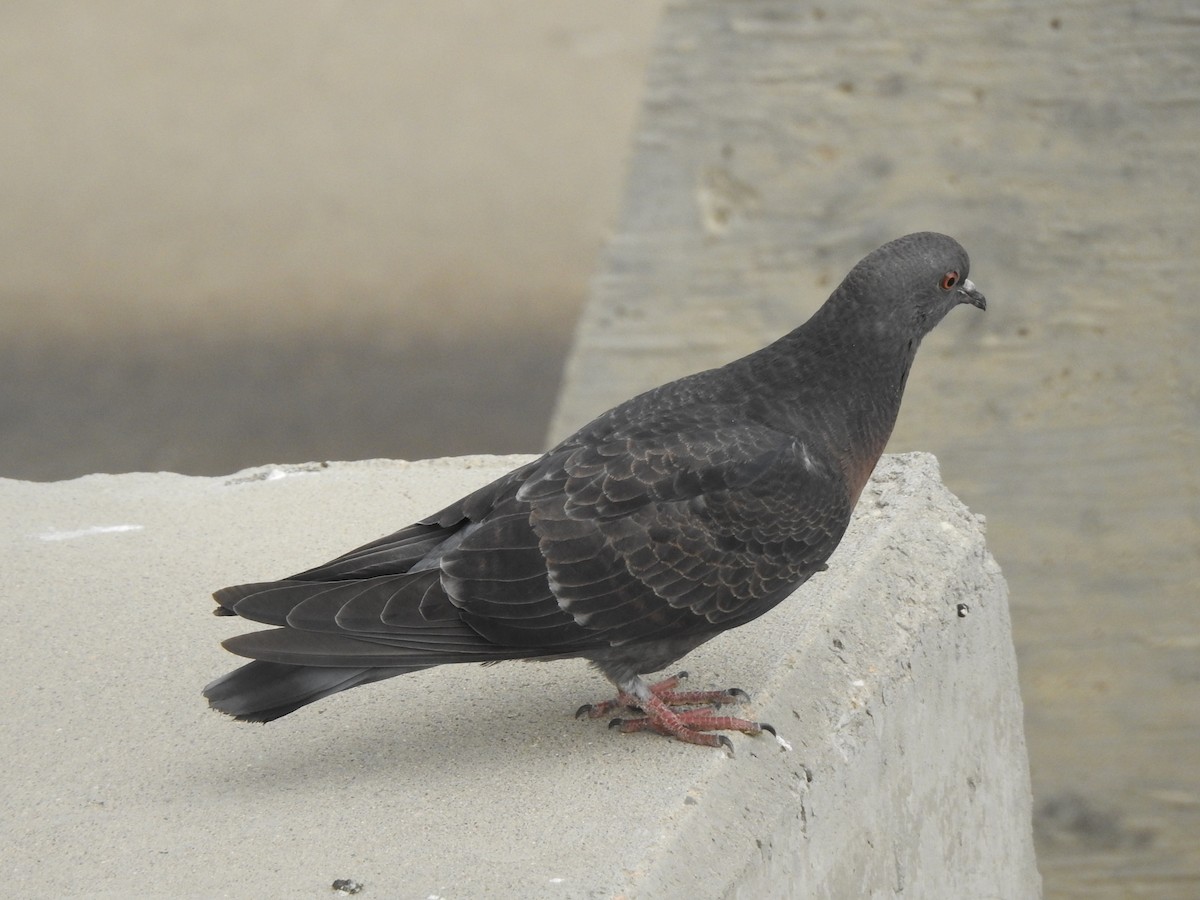 Rock Pigeon (Feral Pigeon) - ML354221791