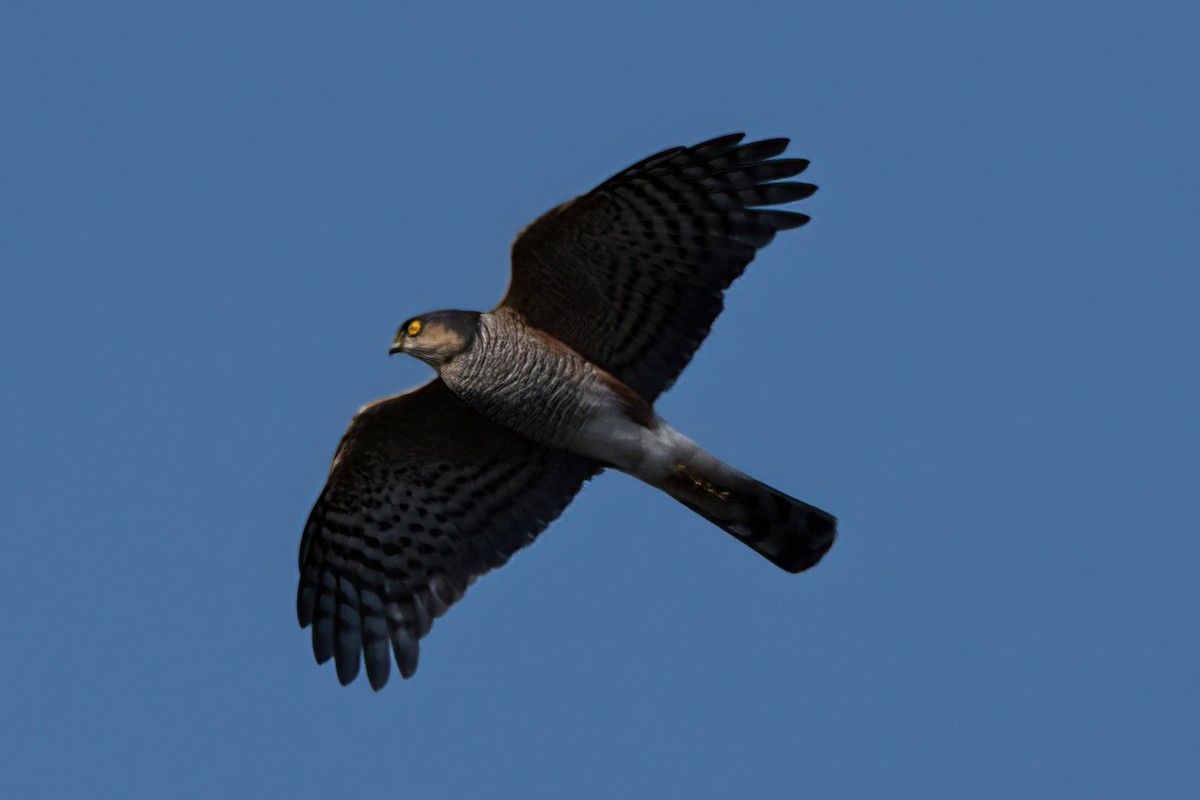 Sharp-shinned Hawk - ML354221801