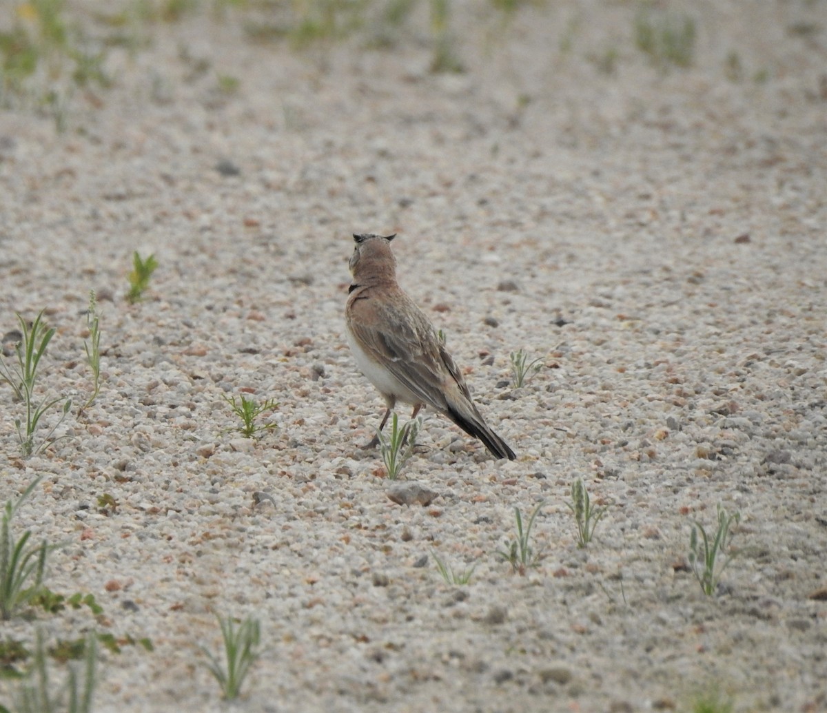 Horned Lark - ML354221841